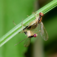 Cordilura
