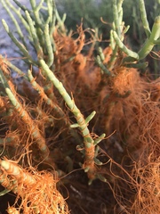 Cuscuta pacifica
