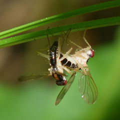 Cordilura