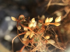 Cuscuta pacifica