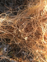 Cuscuta pacifica