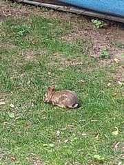 Sylvilagus floridanus