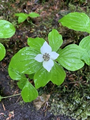 Cornus unalaschkensis
