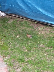 Sylvilagus floridanus