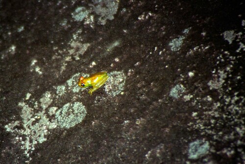 Forest Bright-eyed Frog, Boophis erythrodactylus