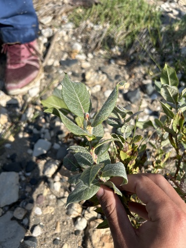 Image of Salix cordata by (c) Henrique Pacheco, some rights reserved (CC BY)