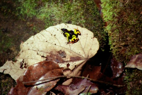 Madagascan Mantella, Mantella madagascariensis