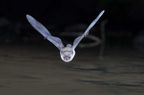 Natterer's Bat (Myotis nattereri), listed as Least Concern on the IUCN Red List