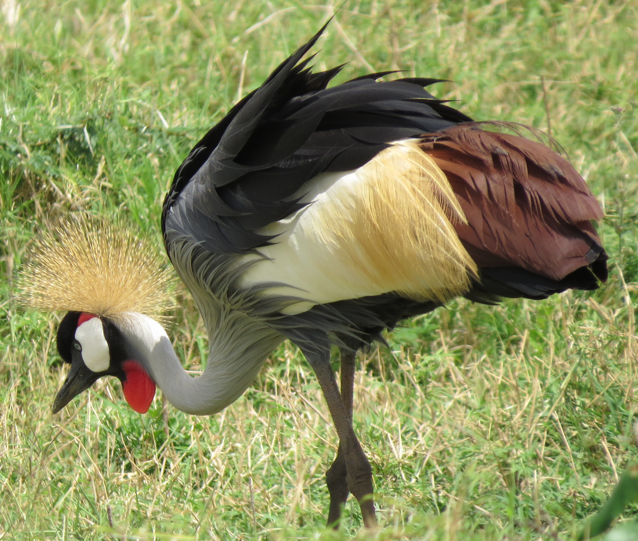 Grey Crowned Crane