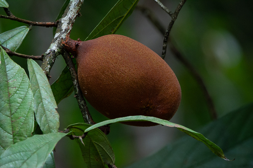 Theobroma grandiflorum, photograph 6
