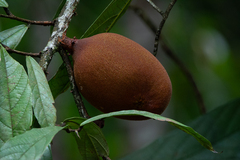 Theobroma grandiflorum, photograph author not stated, no rights reserved