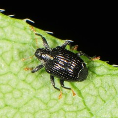 Psomus armatus