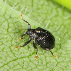 Psomus armatus