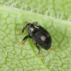 Psomus armatus