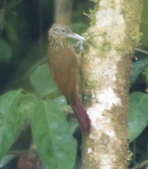 Xiphorhynchus guttatus