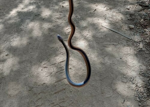 Faded Black-striped Snake