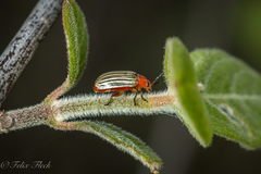 Disonycha brevilineata