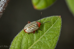 Disonycha brevilineata