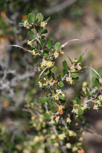 Image of Cercocarpus breviflorus by (c) Lyrae, some rights reserved (CC BY)