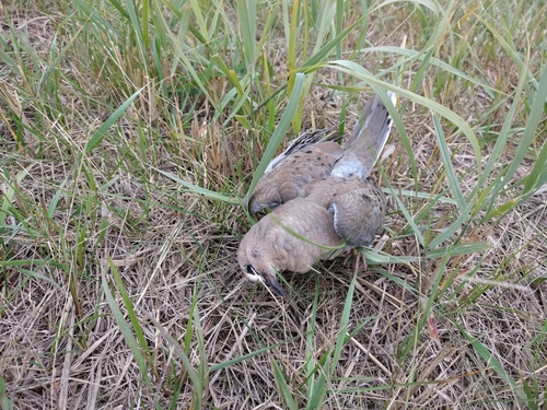 Mourning Dove photographed in North Dakota