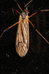 Limnophila