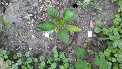 Capsicum annuum annuum