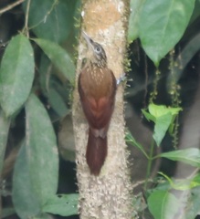 Xiphorhynchus guttatus