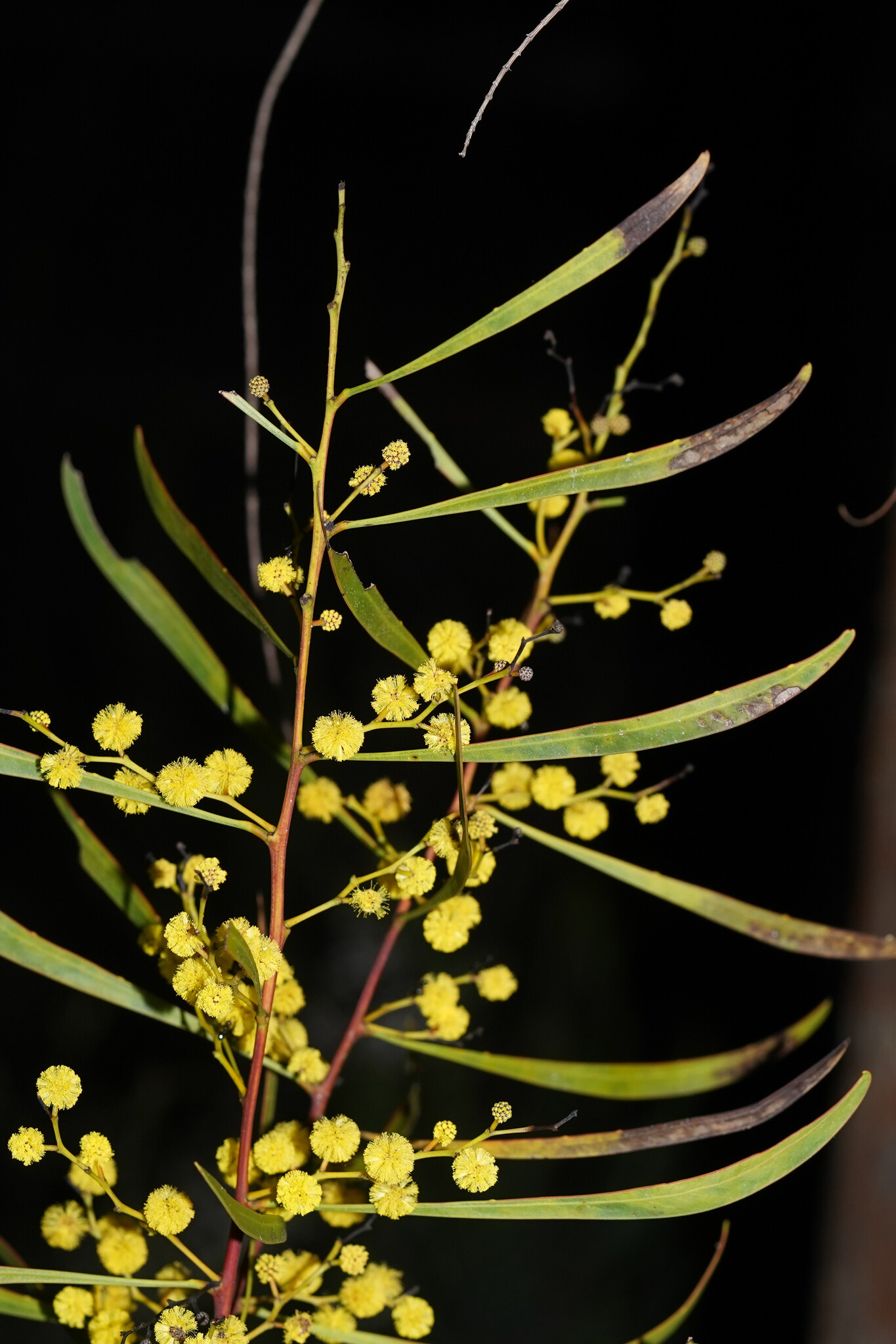 Acacia gladiiformis