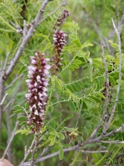 Amorpha nana