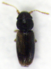 Actidium lineare
