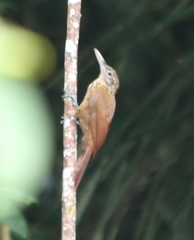 Xiphorhynchus guttatus