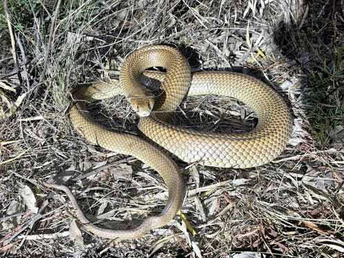 Mulga Snake sighting
