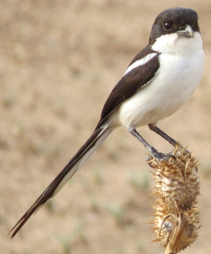 Lanius humeralis