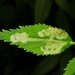 Phytomyza ziziae - Photo (c) Jason M Crockwell, algunos derechos reservados (CC BY-NC-ND), subido por Jason M Crockwell