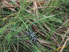 Anoplophora macularia