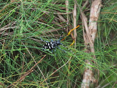 Anoplophora macularia