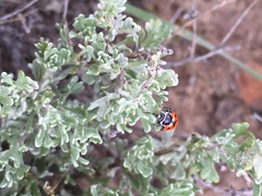 Hippodamia glacialis