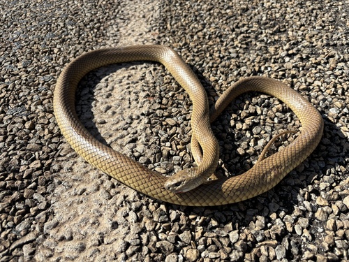 Eastern Brown Snake sighting