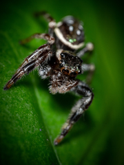 Paraphidippus aurantius