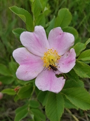 Brachysomida bivittata