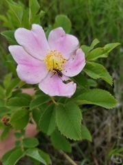 Brachysomida bivittata