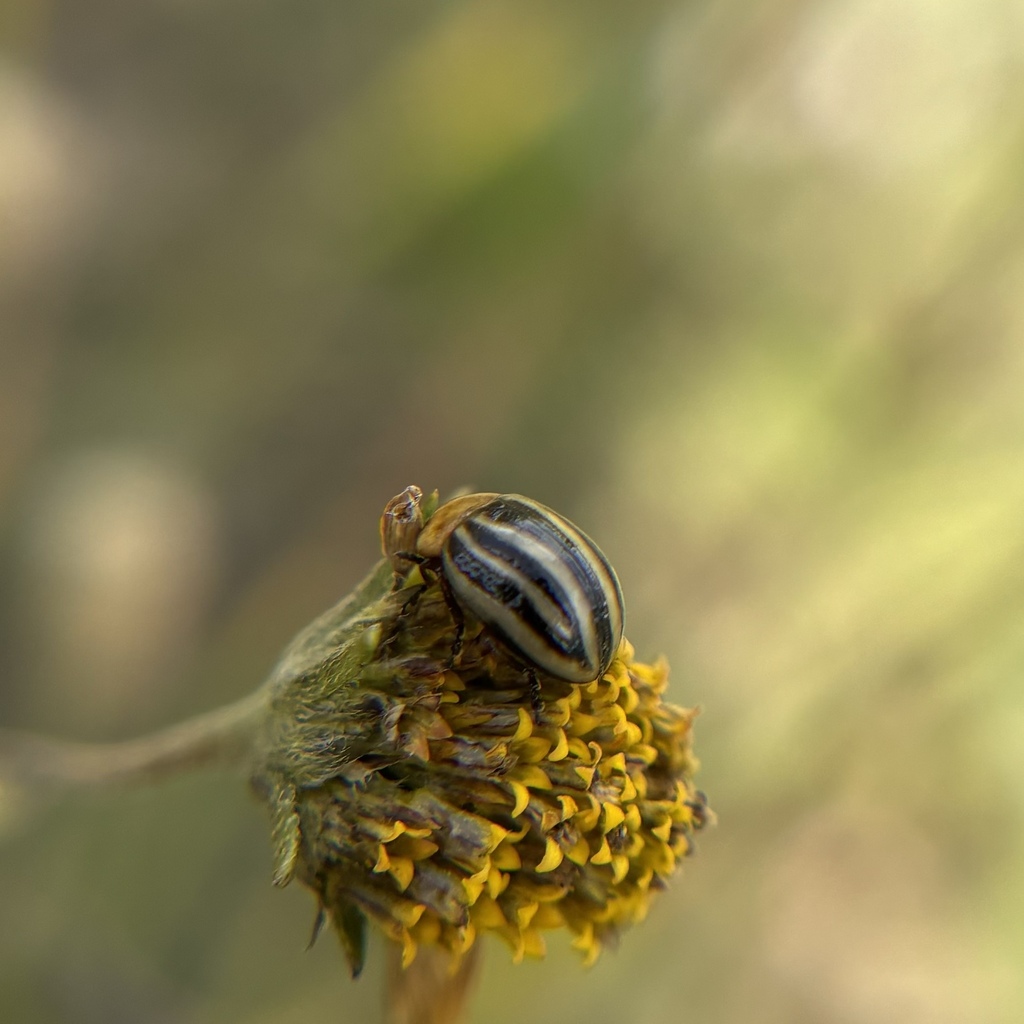 Zygogramma continua
