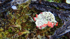 Cladonia borealis
