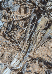 Litaneutria skinneri