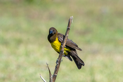 Brown-And-Yellow Marshbird photo 3
