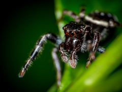 Paraphidippus aurantius