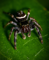 Paraphidippus aurantius