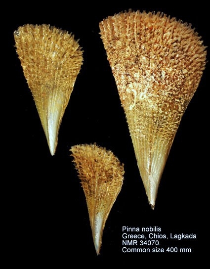 Pinnidae - Wikipedia