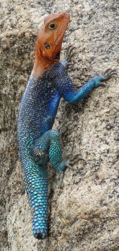 Dodoma agama, Agama dodomae