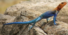 Agama dodomae